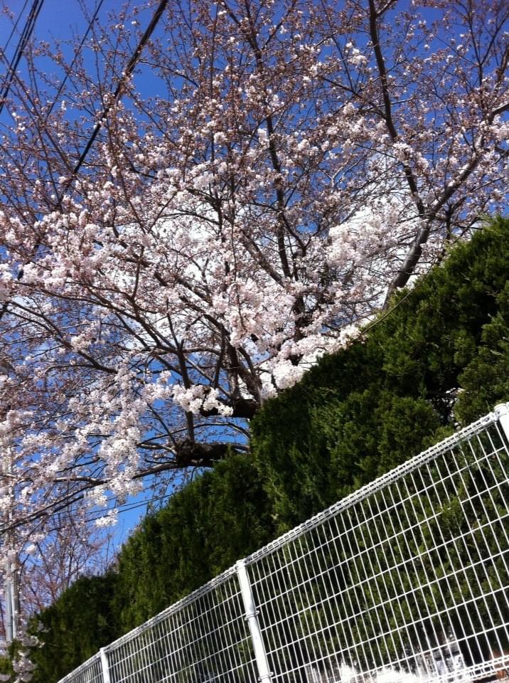 投稿写真