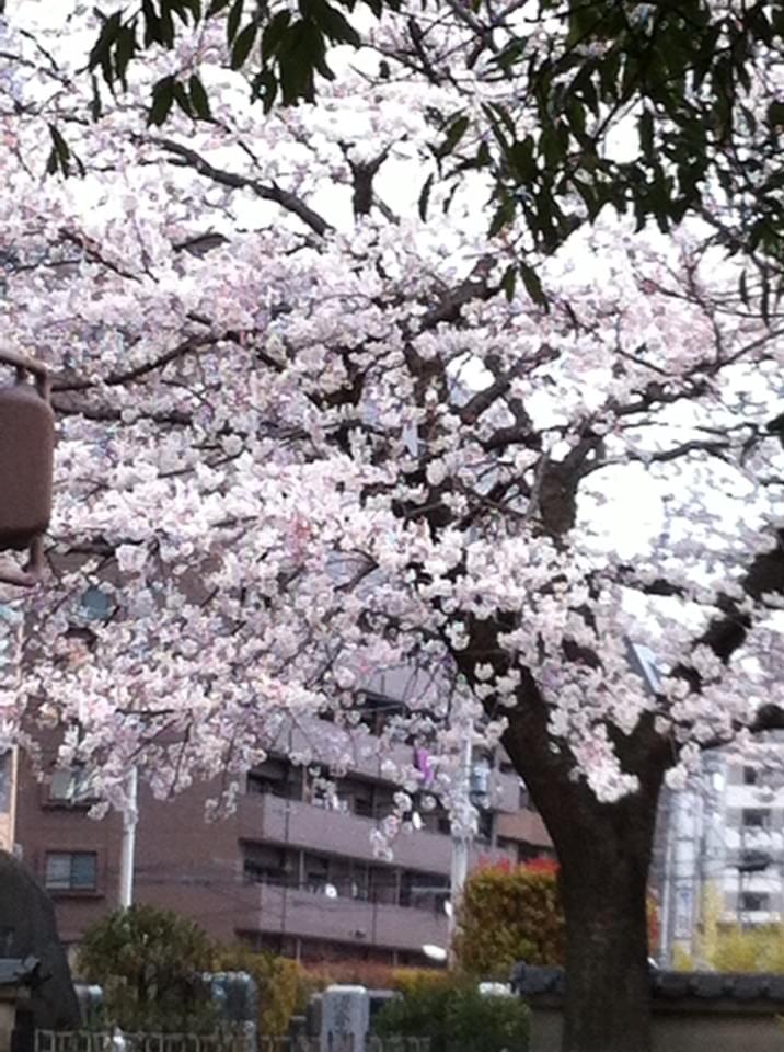 投稿写真