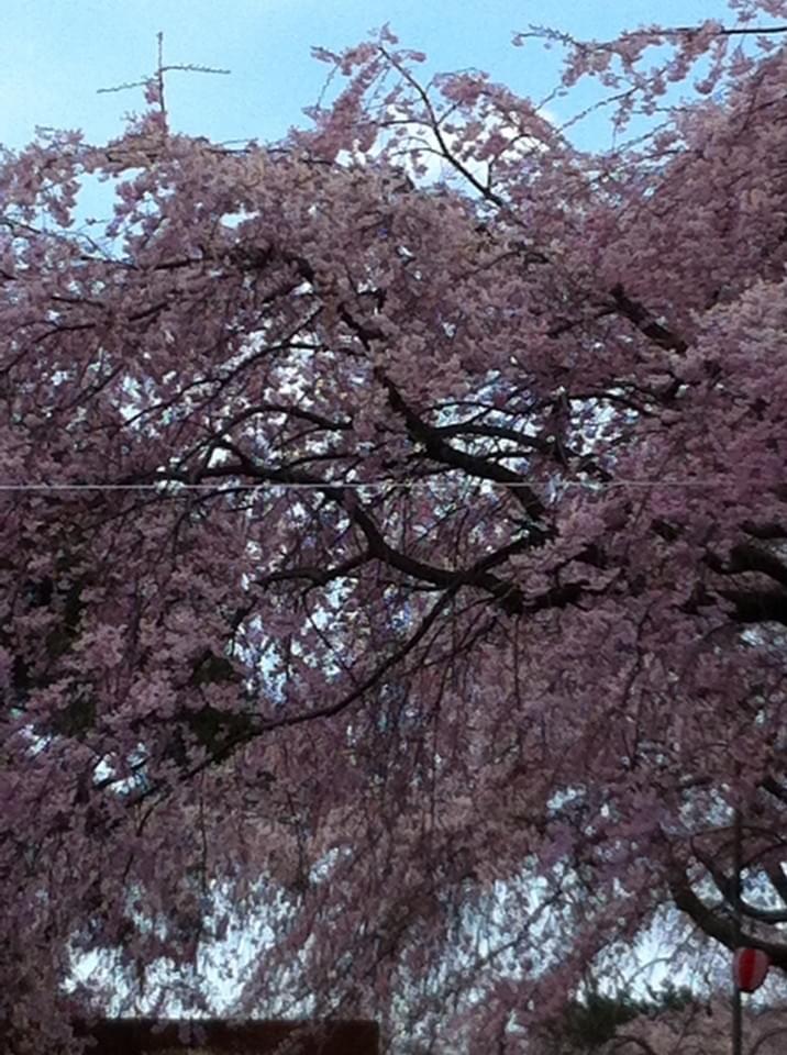 投稿写真