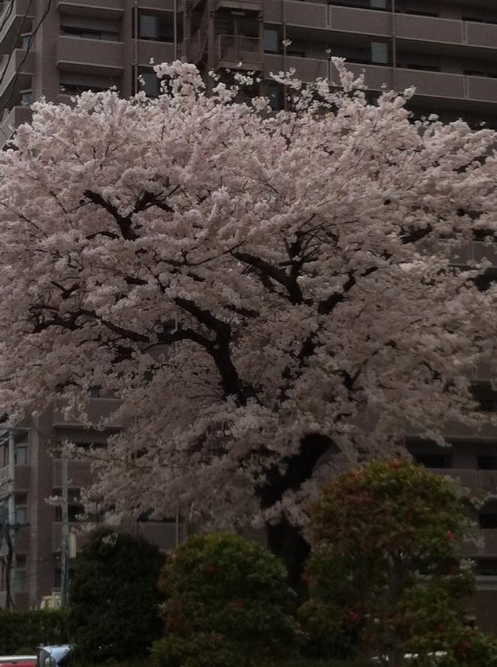 投稿写真