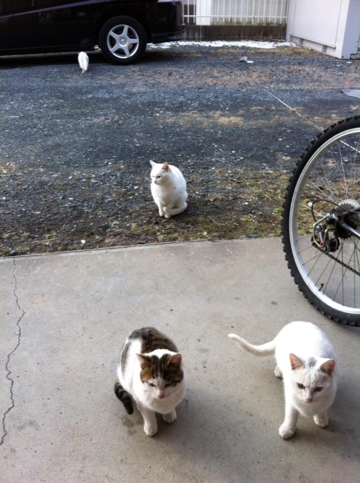 投稿写真