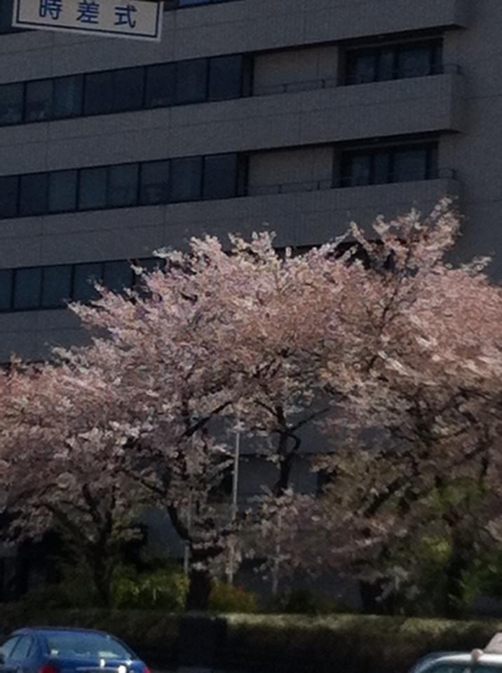 投稿写真