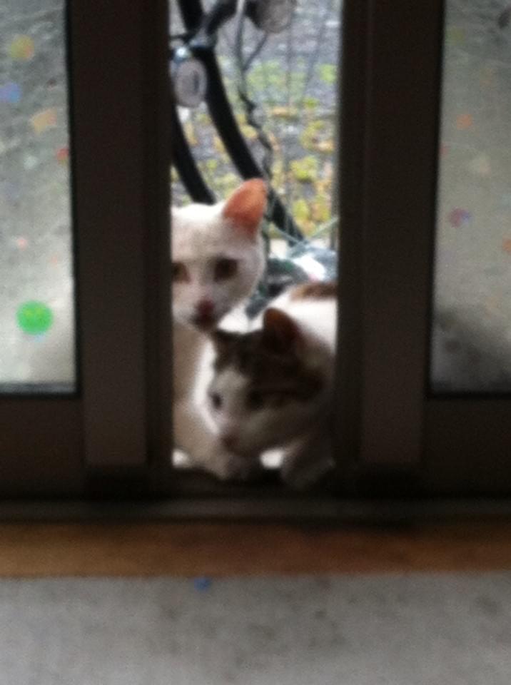 投稿写真