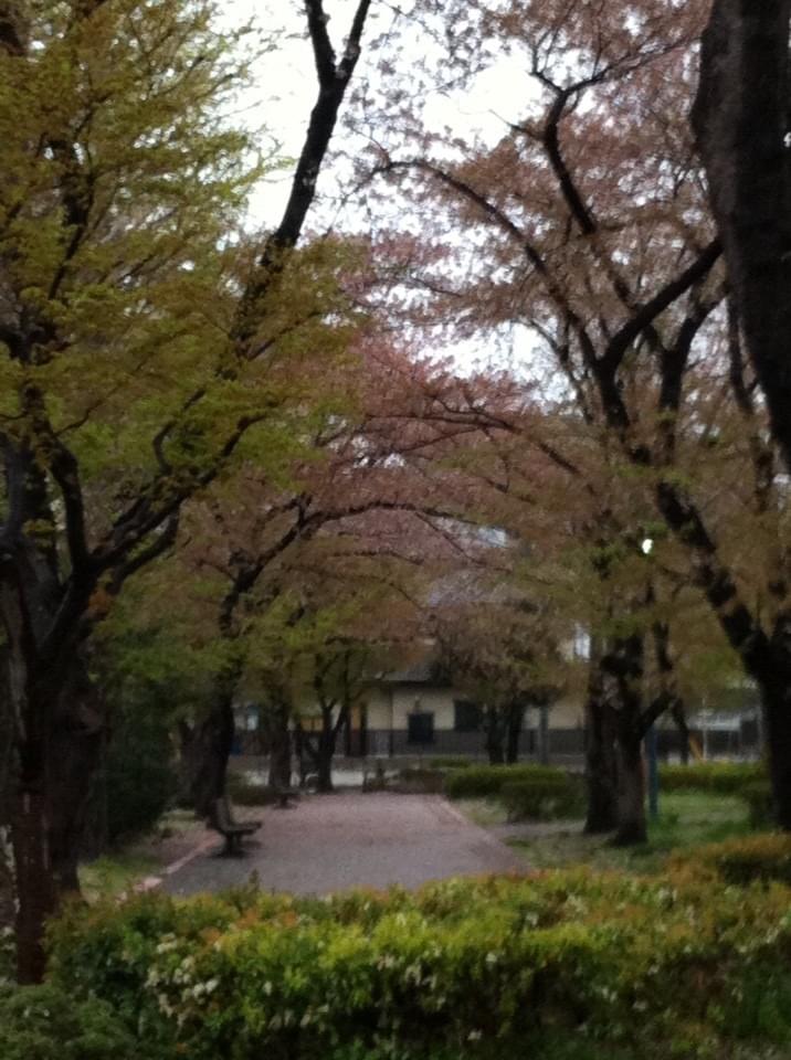 投稿写真