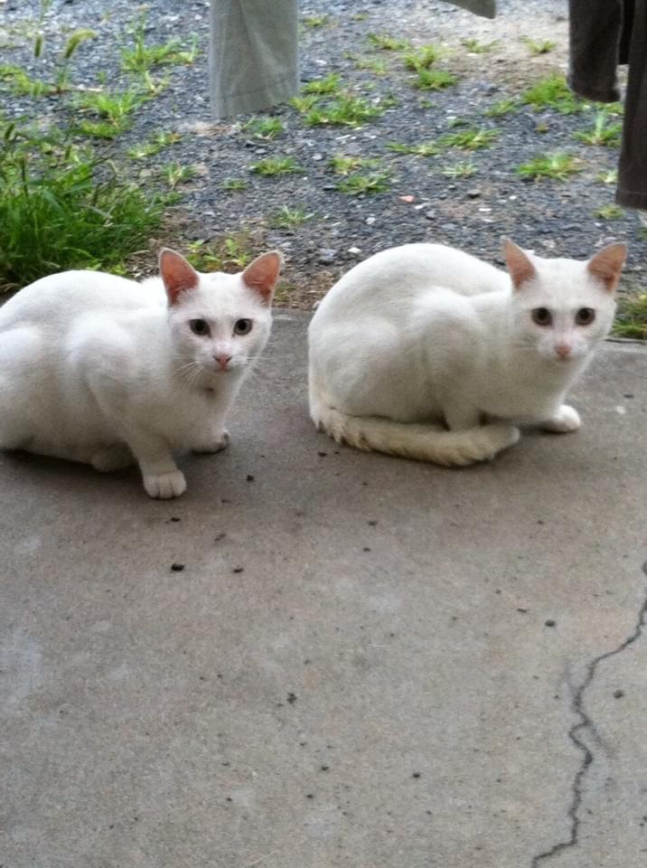 投稿写真
