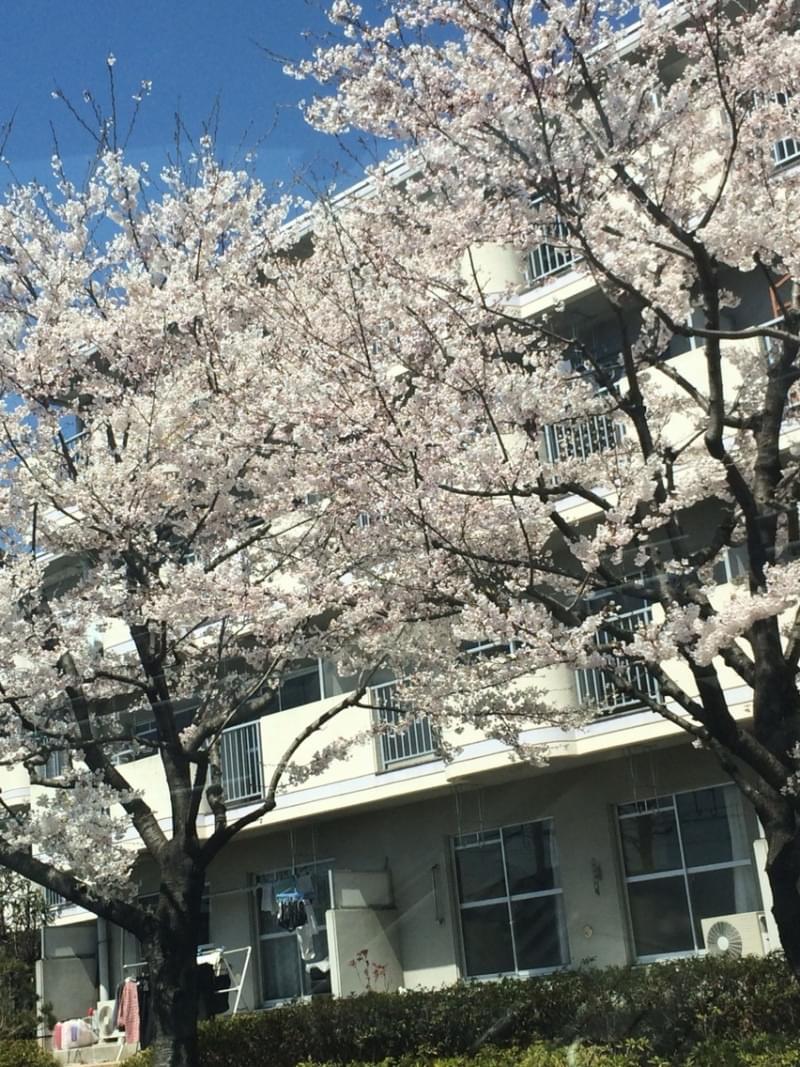 投稿写真