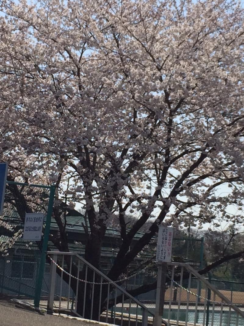 投稿写真