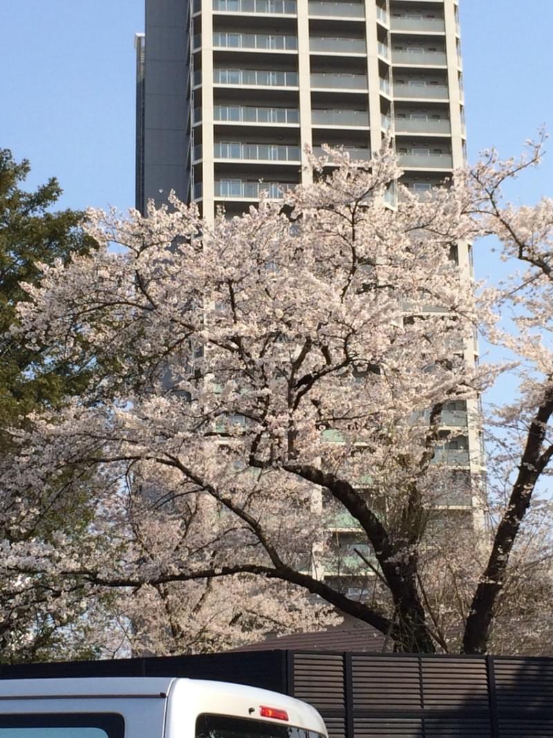 投稿写真