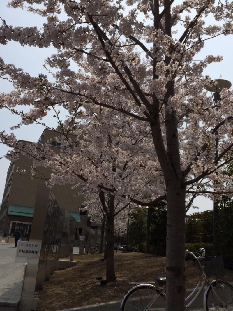 投稿写真